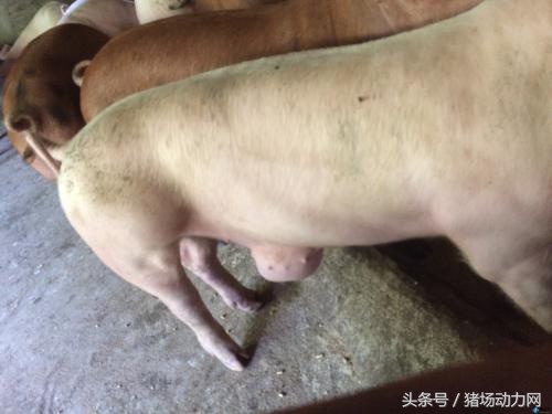 猪疝气的原因及治疗方法,新生仔猪肚脐带怎么处理