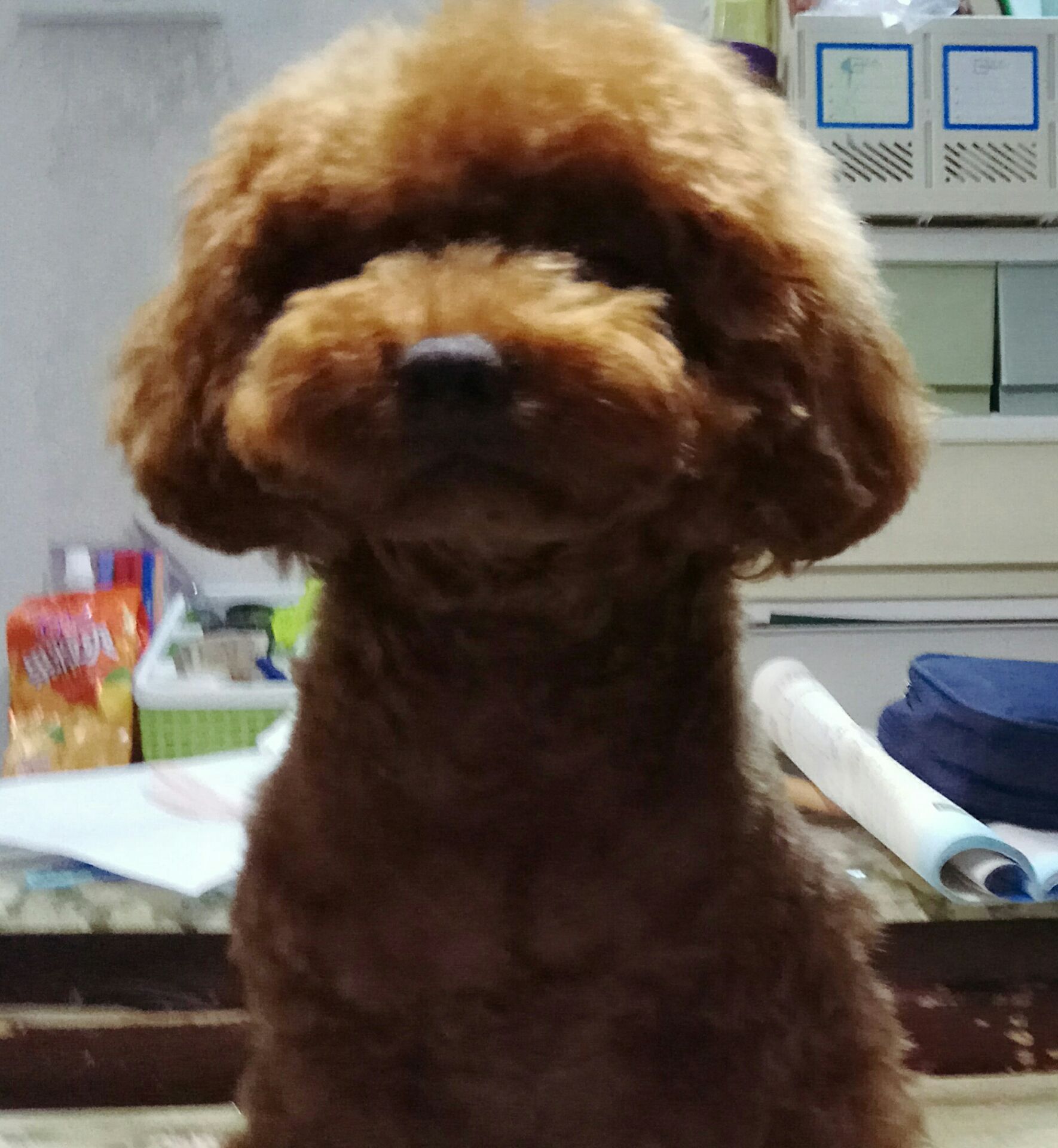 狗狗受伤大伤口怎么处理,狗狗意外发生时的急救方法