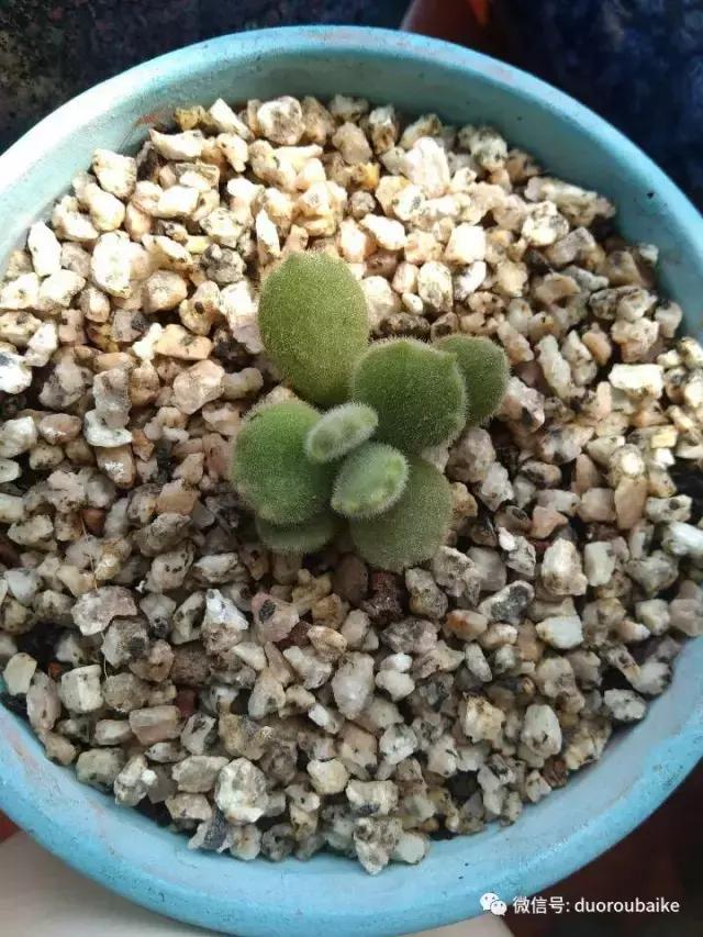 遇见多肉作品,和多肉邂逅的时光