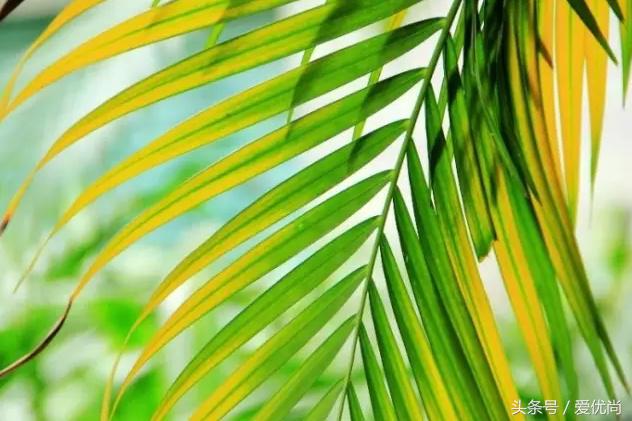 凤尾竹叶尖变黄发干怎么挽救,凤尾竹叶尖发黑变干怎么办