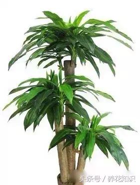 水养一年四季不黄叶的植物,水里加点什么花养得好