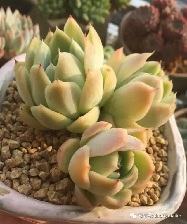 夏日多肉状态,夏天的多肉褪去了华丽的颜色