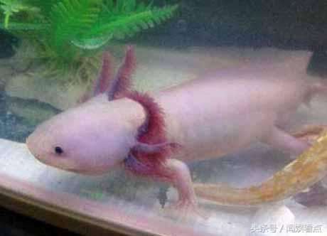 比六角龙鱼好养的宠物,六角龙鱼太可爱了