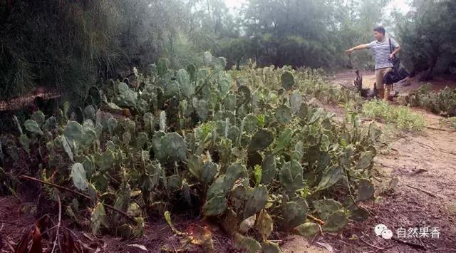 你不知道的仙剑三花絮,你不知道的仙品