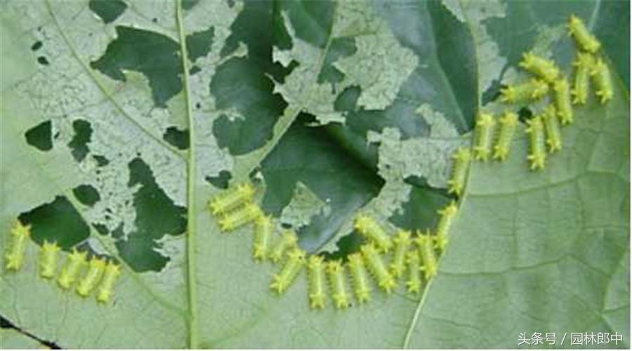 红枫盆景的养护和管理方法,美国红枫树种栽培与管理