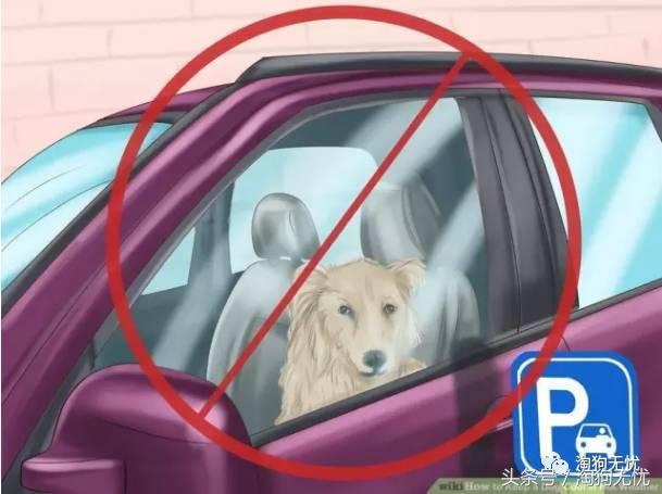 狗狗中暑引发心脏病怎么办,狗狗中暑后一直叫是怎么了