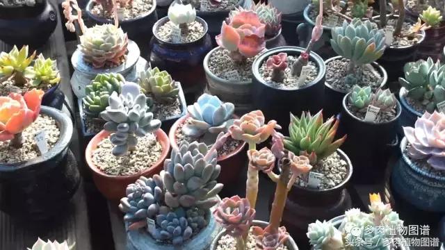 满阳台的多肉,满阳台多肉