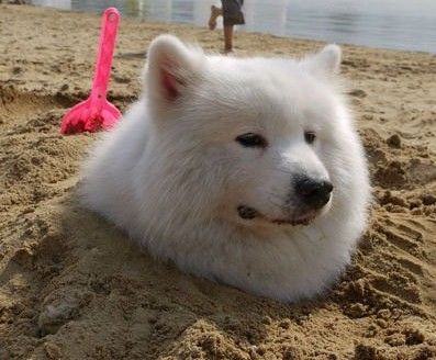 萨摩耶犬常见皮肤病,萨摩耶常见的病及症状