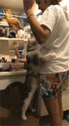 铲屎官你告诉我，女朋友很粘人该怎么办啊？