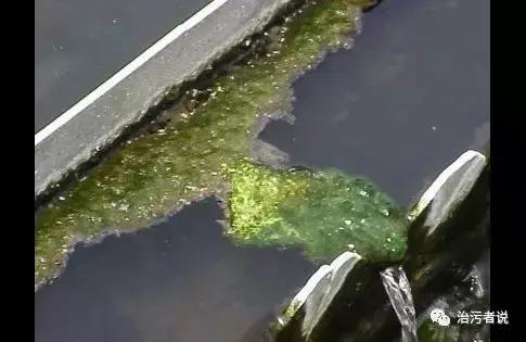生物藻污水处理,绿藻能处理污水吗