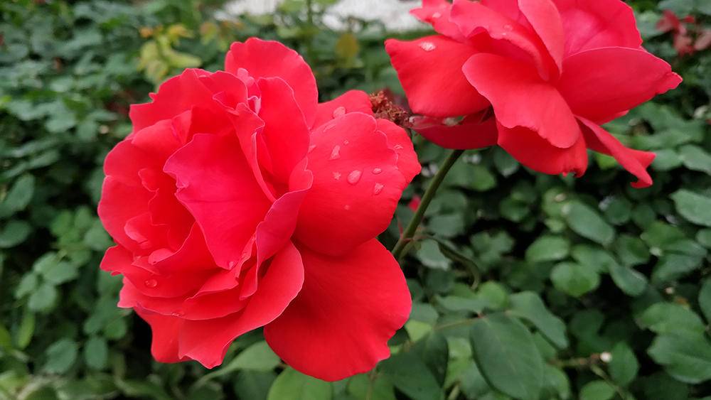 努比亚z17无边框是全网通吗,无边框努比亚z17