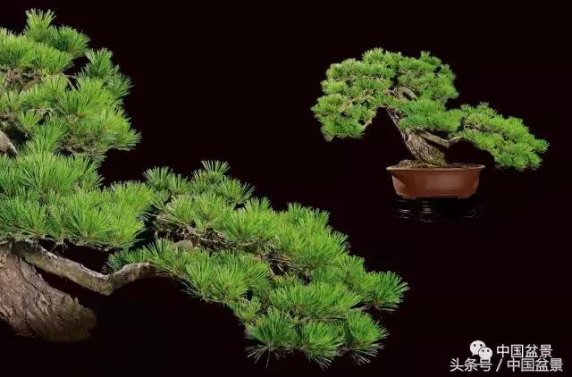 全国盆景拍卖前十 (盆景拍卖专场)