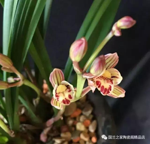 春兰和蕙兰莲瓣,蕙兰带花苞的兰花怎样上盆