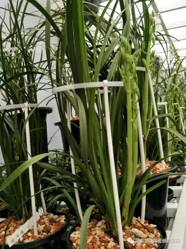 春兰和蕙兰莲瓣,蕙兰带花苞的兰花怎样上盆