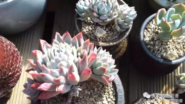 满阳台的多肉,满阳台多肉