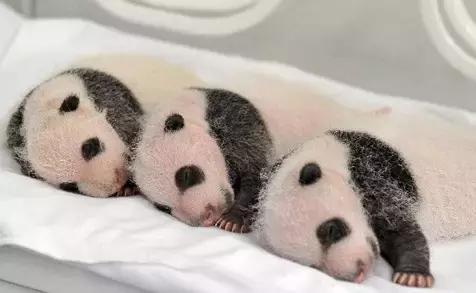 广州旅游攻略长隆动物世界,去广州旅游攻略长隆动物园