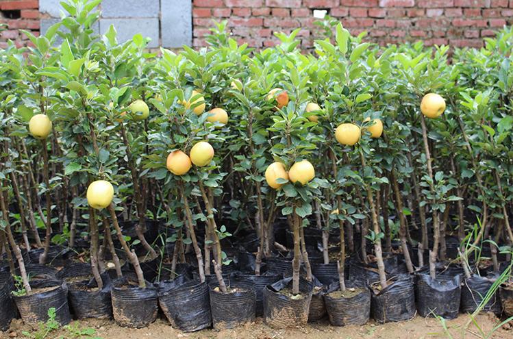 苹果树矮化栽培技术的主要优点,1到4年的苹果树快速丰产技术