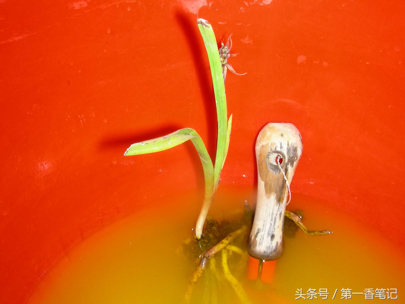 颗粒植料上盆养兰视频,滇西养兰人讲兰花上盆