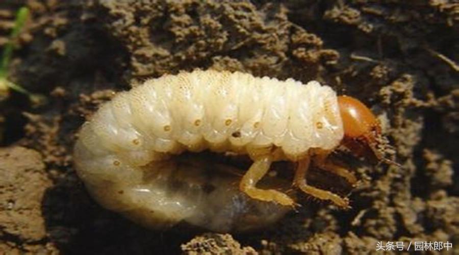 红枫盆景的养护和管理方法,美国红枫树种栽培与管理