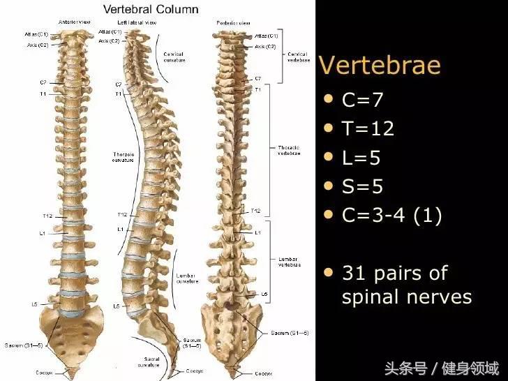教你学会如何正确地深蹲,别听教练的危言耸听