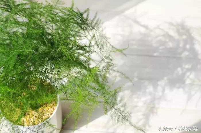 适合家里养的32种花绿植,净化空气绿植盆栽有哪些