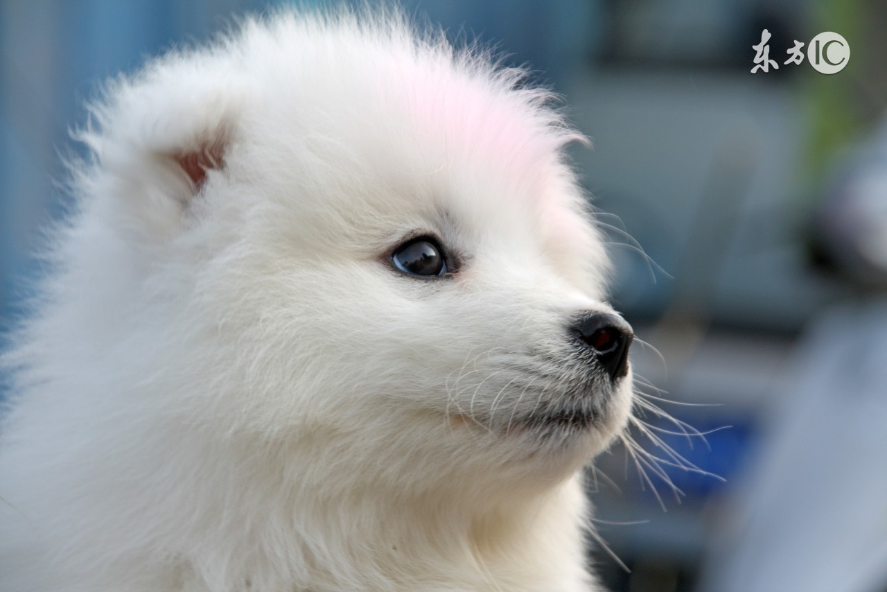 新手怎么养萨摩耶犬,新手怎么养萨摩耶驱虫