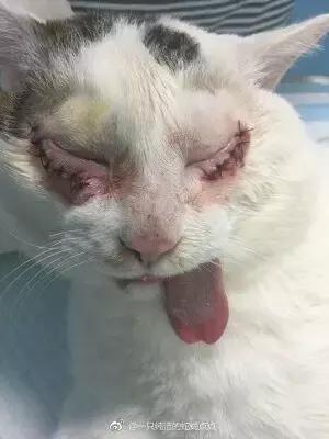 猫咪眼睑内翻解决办法,猫咪下眼睫毛内翻割眼皮后闭不上