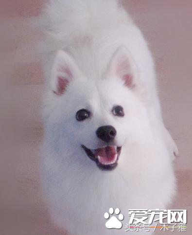 养狗狗的注意事项有什么,养狗狗要注意的地方