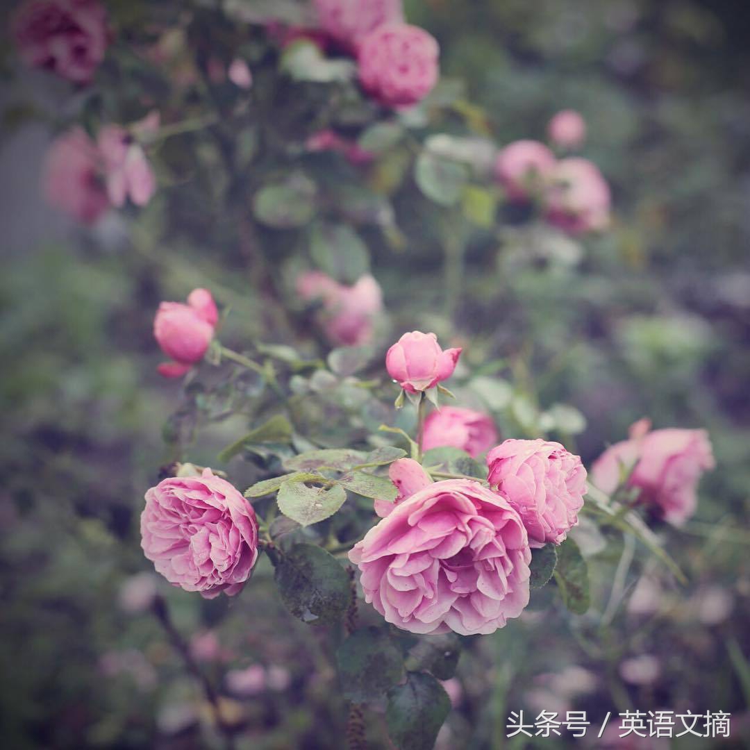 你是我今生的挚爱英文,你是我今生的挚爱英语翻译