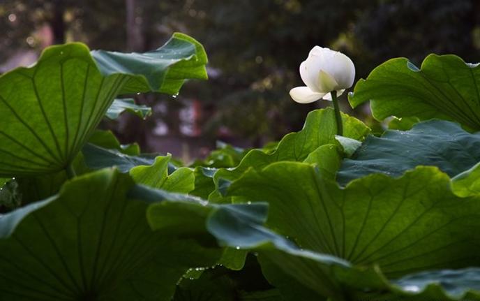 贵阳赏荷,贵阳荷花拍照打卡点