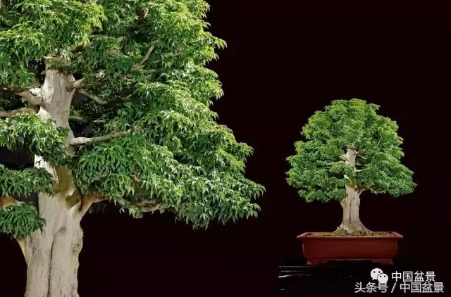 全国盆景拍卖前十 (盆景拍卖专场)