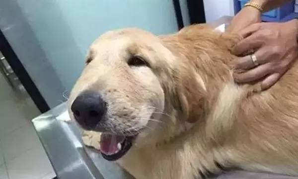 狗狗被蜜蜂蛰的图片,被蜜蜂蛰的狗狗原视频