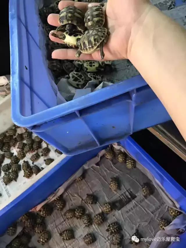 赫曼怎么繁殖,赫曼什么时候繁殖