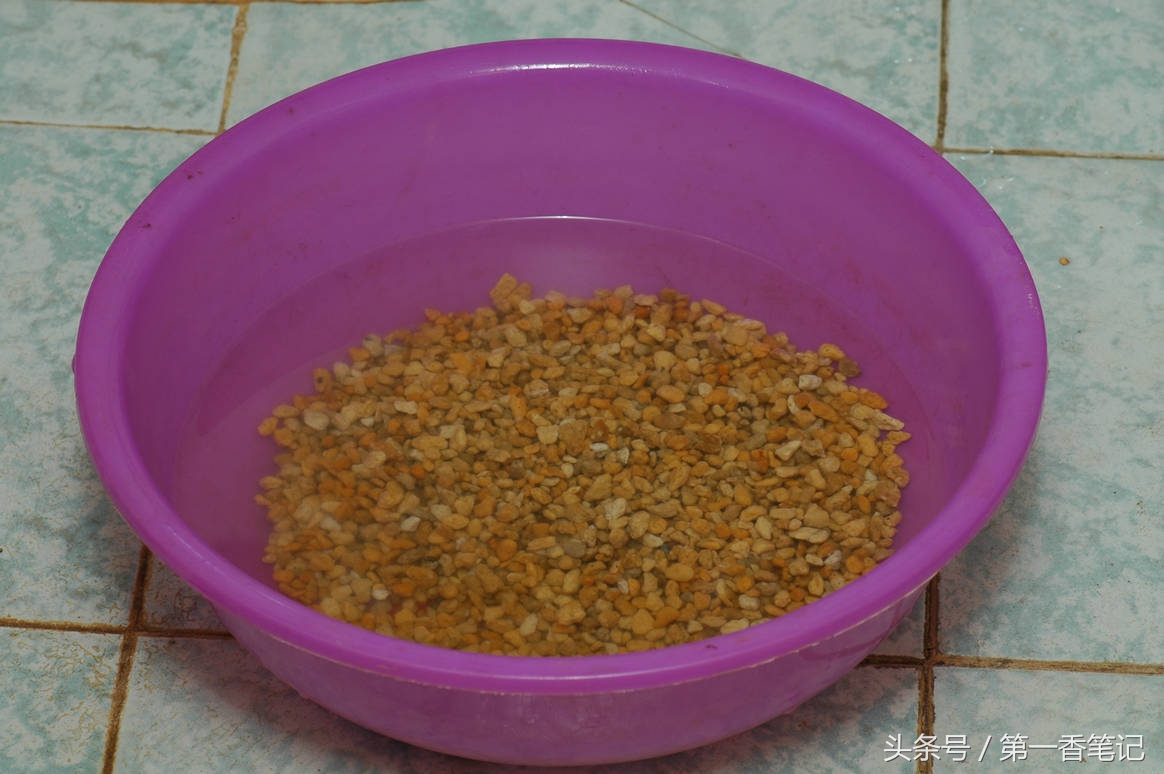 颗粒植料上盆养兰视频,滇西养兰人讲兰花上盆