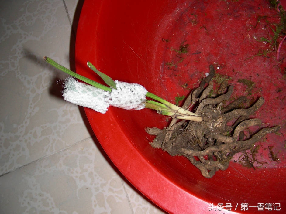 颗粒植料上盆养兰视频,滇西养兰人讲兰花上盆