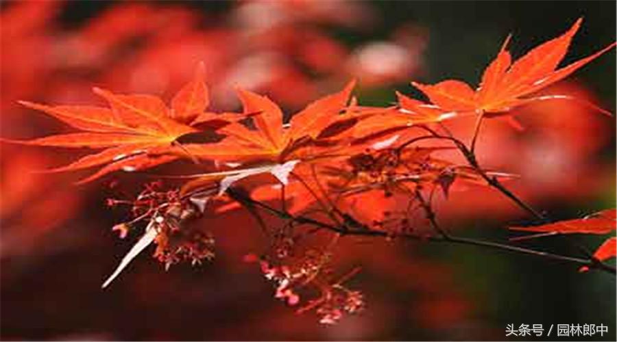 红枫盆景的养护和管理方法,美国红枫树种栽培与管理