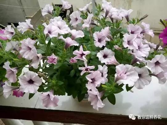 她把这些花养成了花球，竟然靠的是小小剪刀一把？