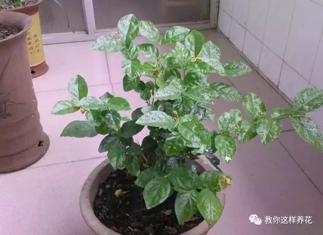 她把这些花养成了花球，竟然靠的是小小剪刀一把？