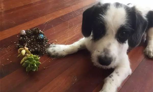 狗狗被蜂蛰了全身会肿吗,狗被蜜蜂蛰要去医院吗