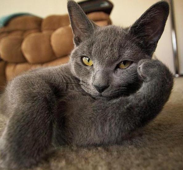 猫咪怀孕生产用什么消毒,猫咪怀孕产前护理