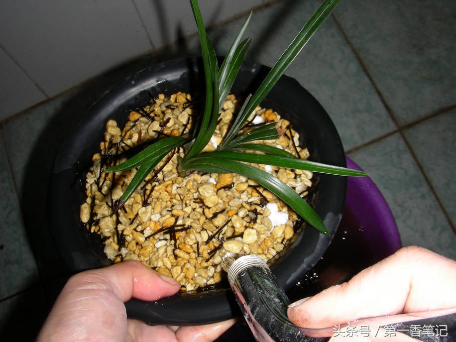 颗粒植料上盆养兰视频,滇西养兰人讲兰花上盆