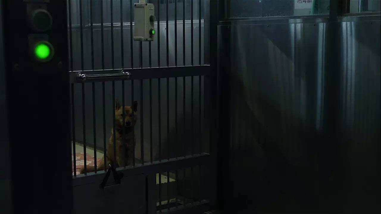 捕杀流浪猫狗的国家,大量捕杀流浪猫犯法吗