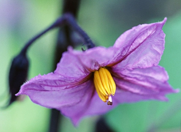 王姬祝福视频,王姬个人照