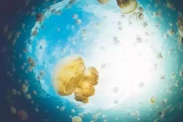 水母消失了还能不能复活,消失的水母实验原理