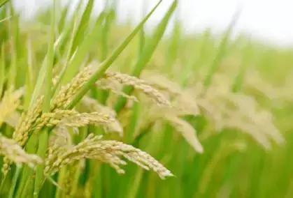 年赚100万的骗局,年赚千万的暴利生意真实案例