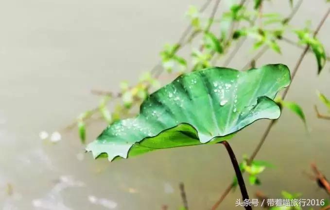 探访龙泉古村,龙泉古镇的美景