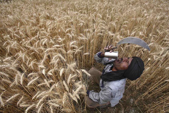 河南秋乐矮抗58小麦品种,矮抗58小麦新品种东明能买到吗