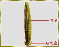 毒虫记,昆虫记毒蜘蛛阅读笔记