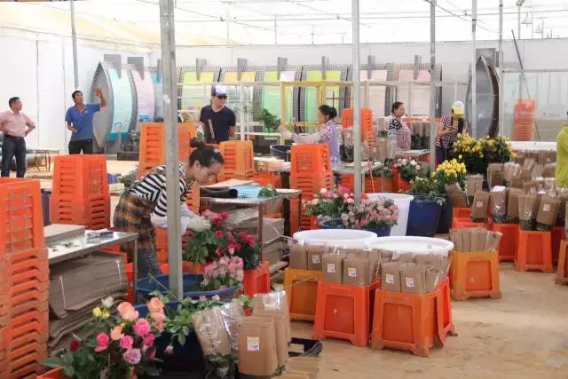 云南花海之行,云南花海基地旅游攻略