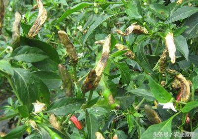 辣椒灰霉病、疫病、炭疽病的症状,以及防治方法